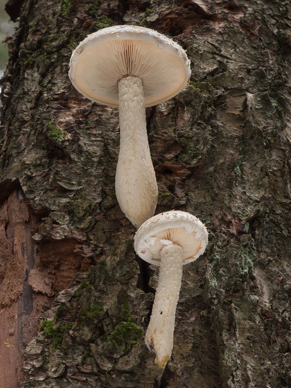 Hemipholiota heteroclita